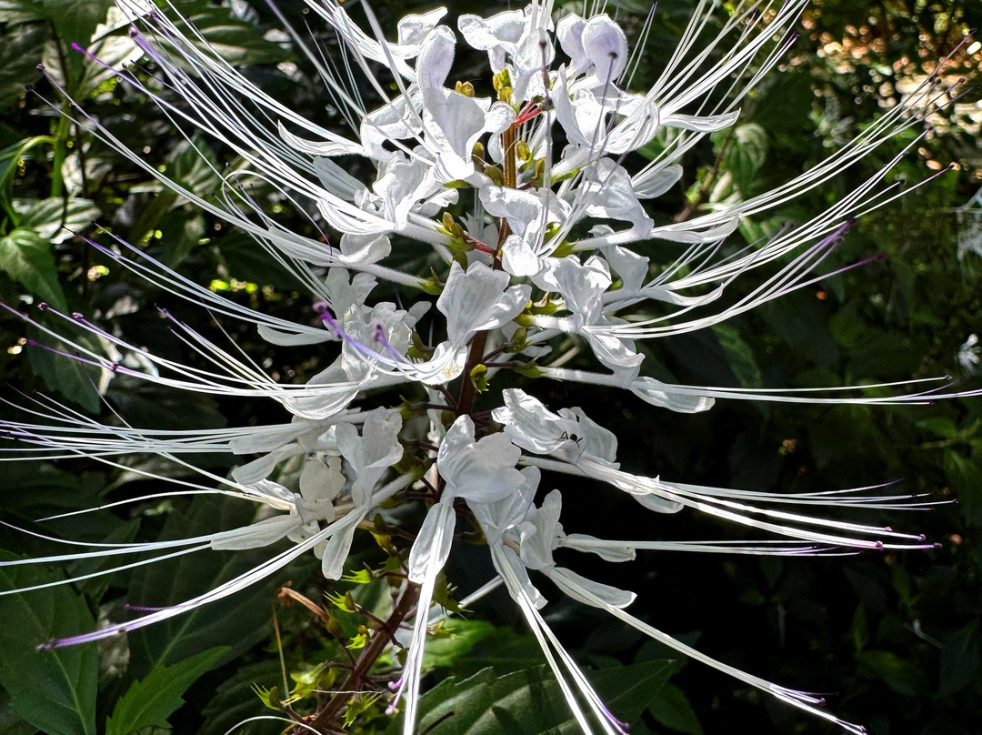 North Coast Regional Botanic Garden景点图片