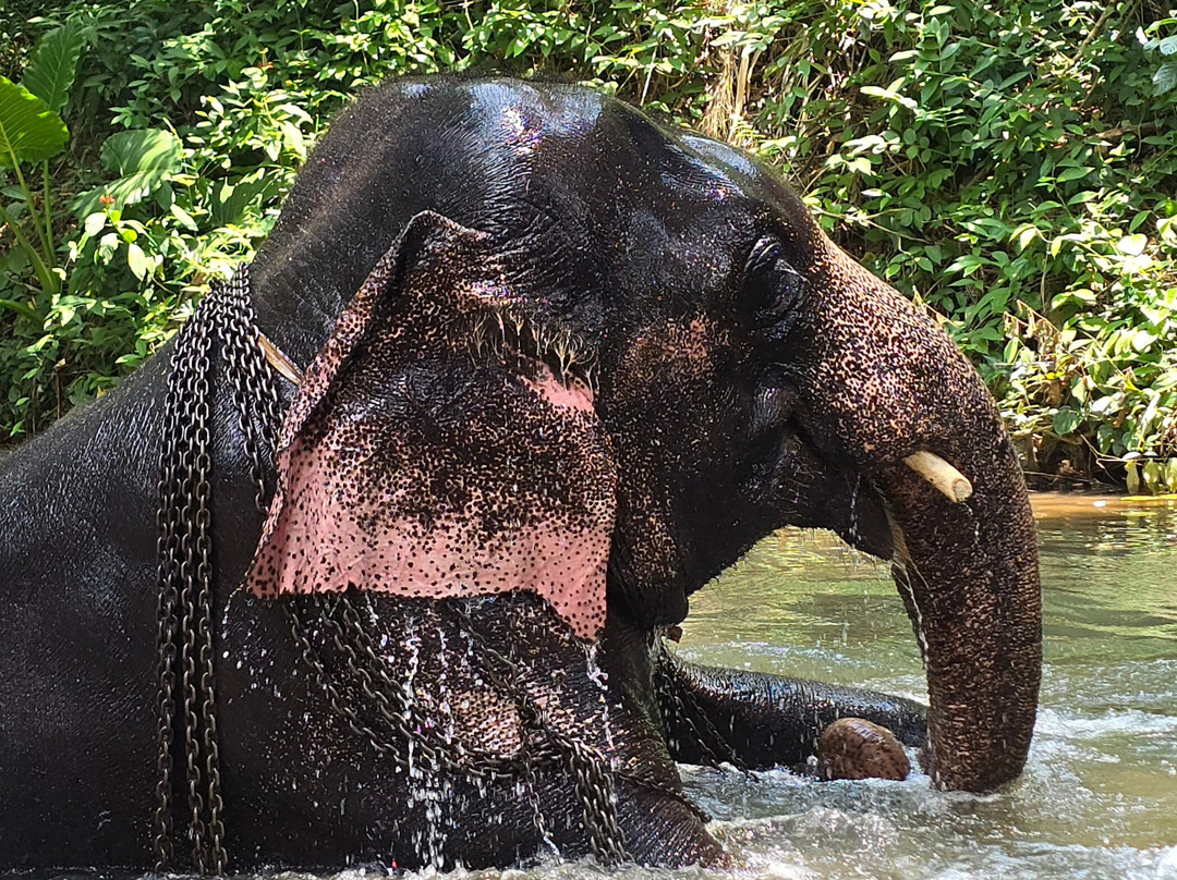 Millennium Elephant Foundation主图