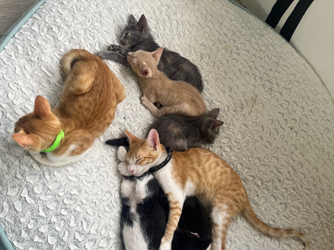 Purr Vida Lounge景点图片