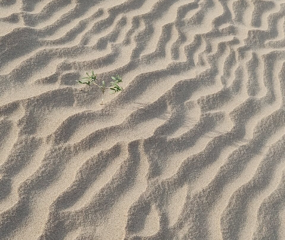 Buggy Huacachina-Huacachina必去景点