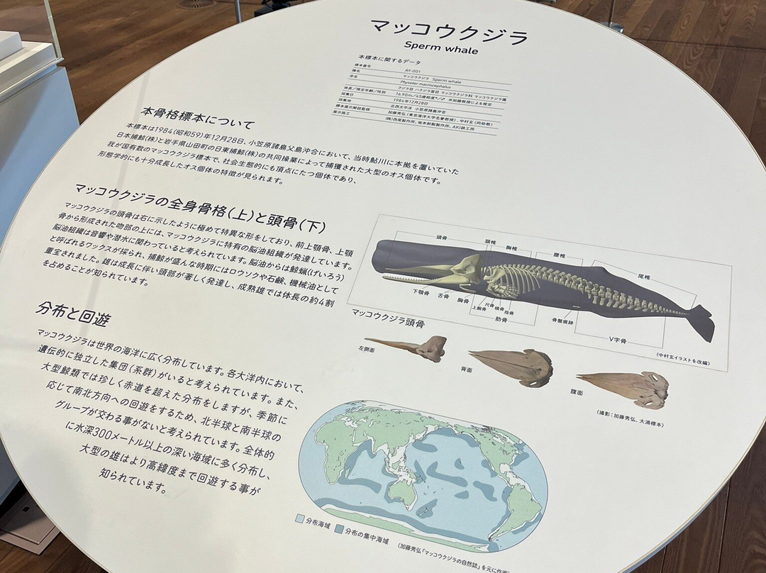 Whale Town Oshika-石卷市必去景点