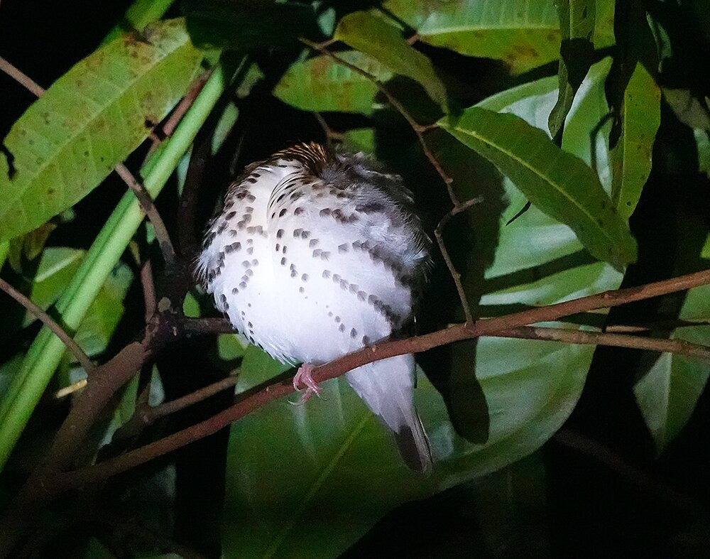 Tapirs Home-Upala必去景点