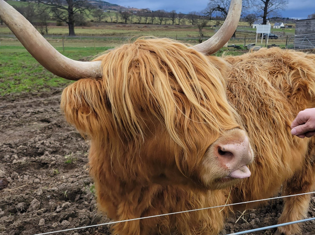 Robertson's - The Larder & Highland Cows - Beauly-Beauly必去景点