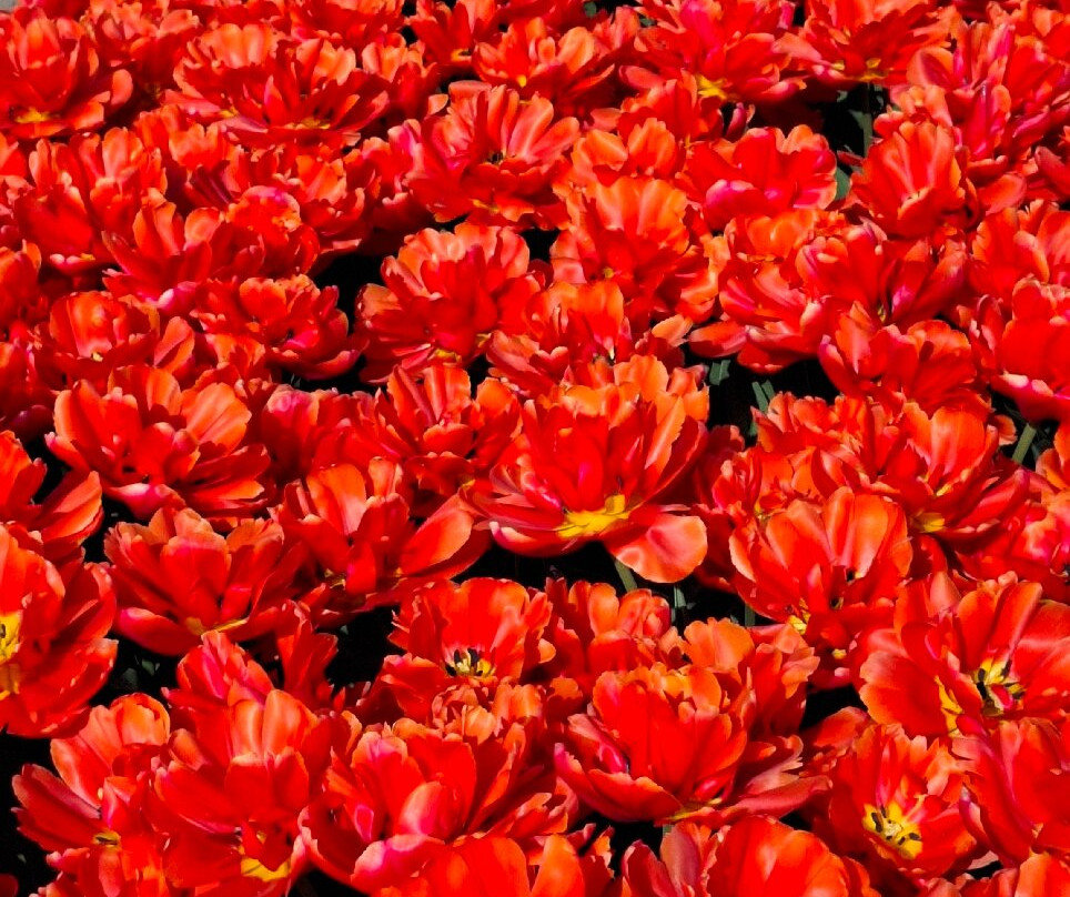The Tulip Barn景点图片