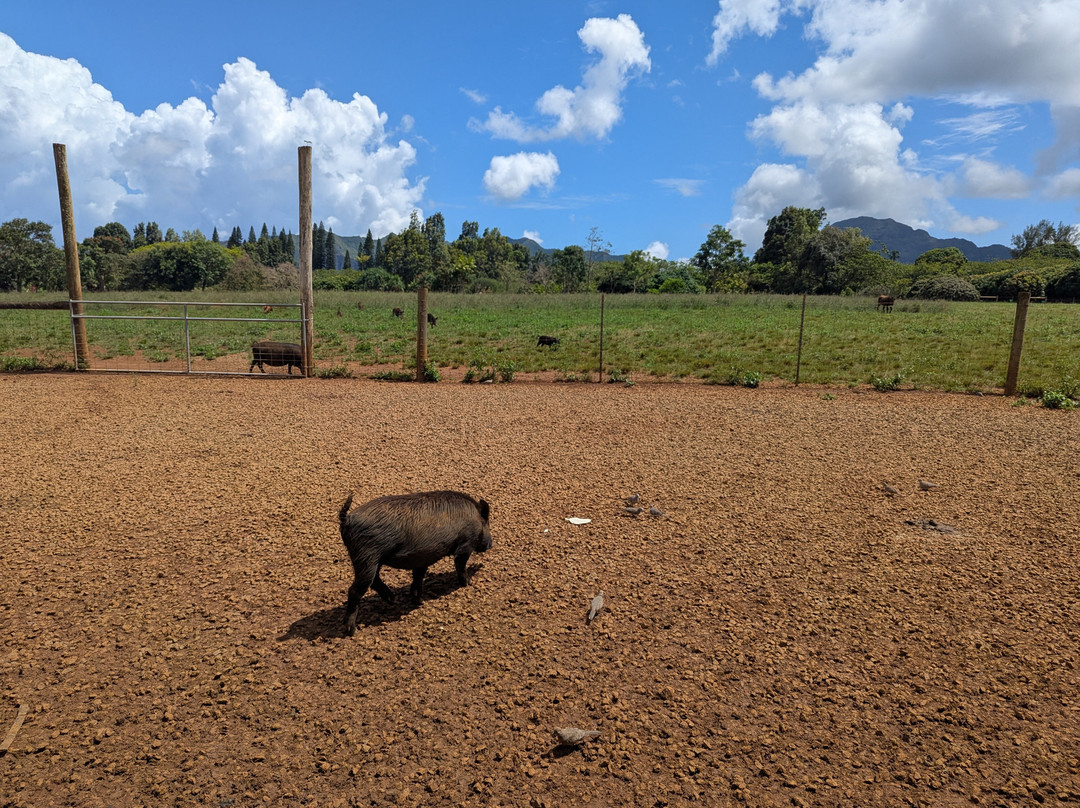 Kauai Plantation Railway景点图片