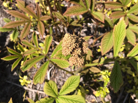 Coen Jansen Vaste Planten