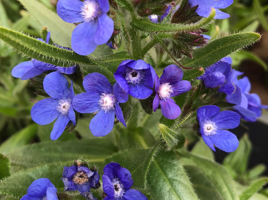 Coen Jansen Vaste Planten-Dalfsen必去景点