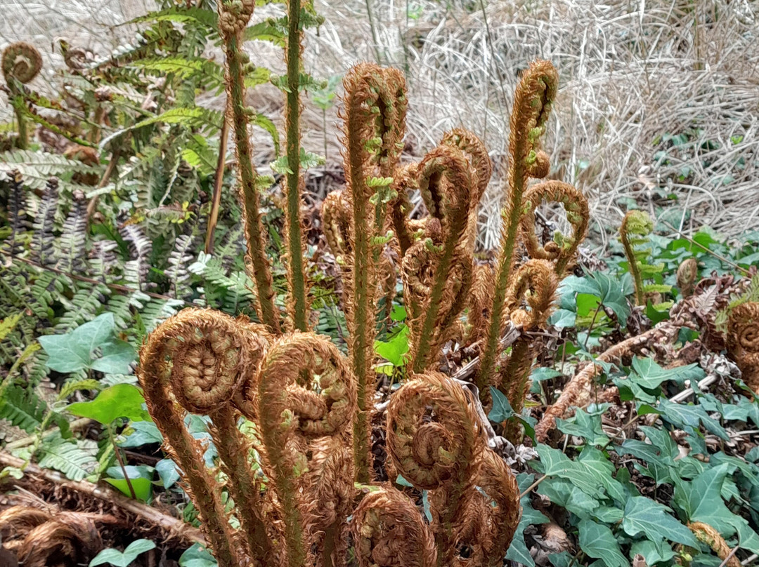 Dundee Botanic Garden-敦提必去景点