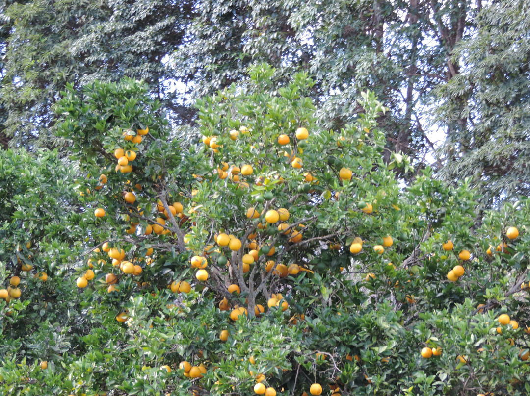 Kilohana Plantation景点图片