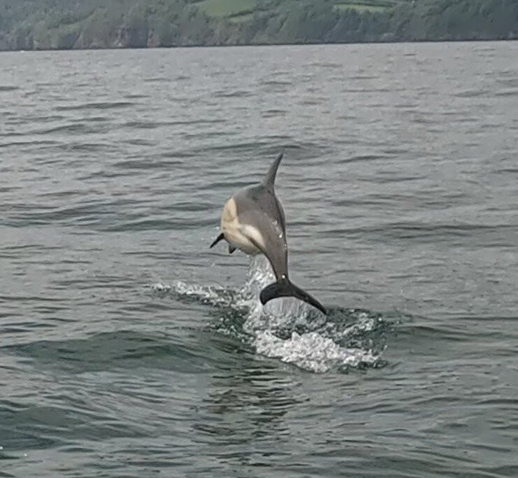 Devon Sea Safari景点图片