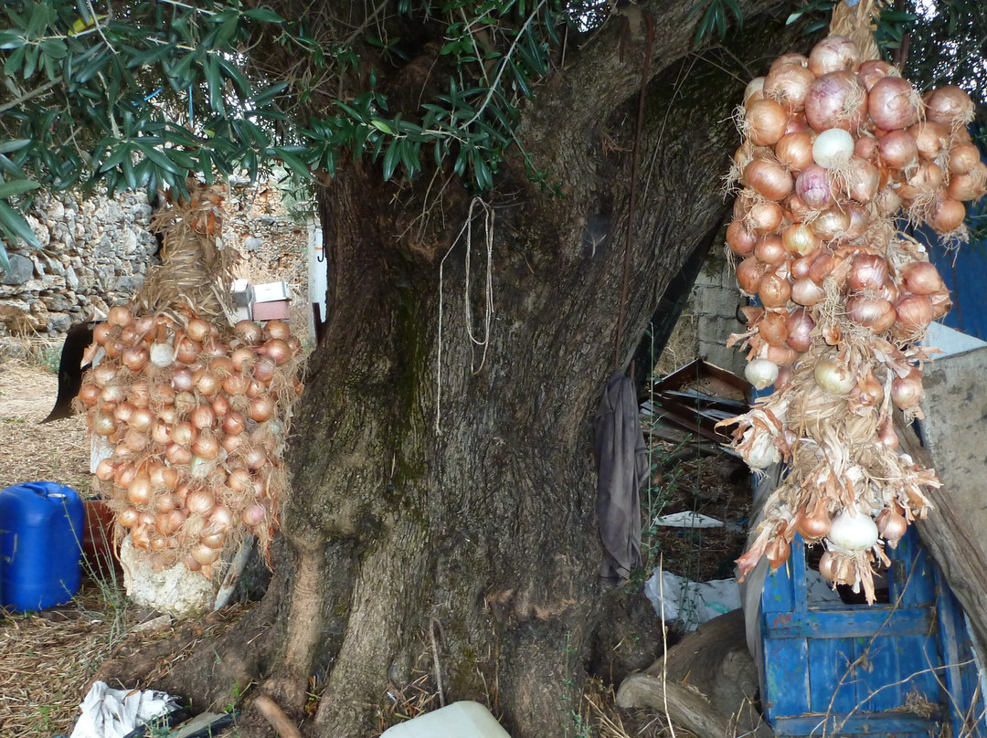 Guesthouse Alonia主图