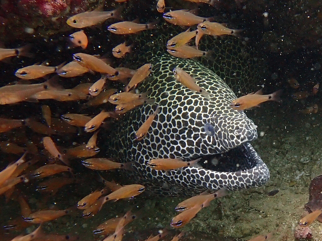 Extra Divers Sifah-As Sifah必去景点