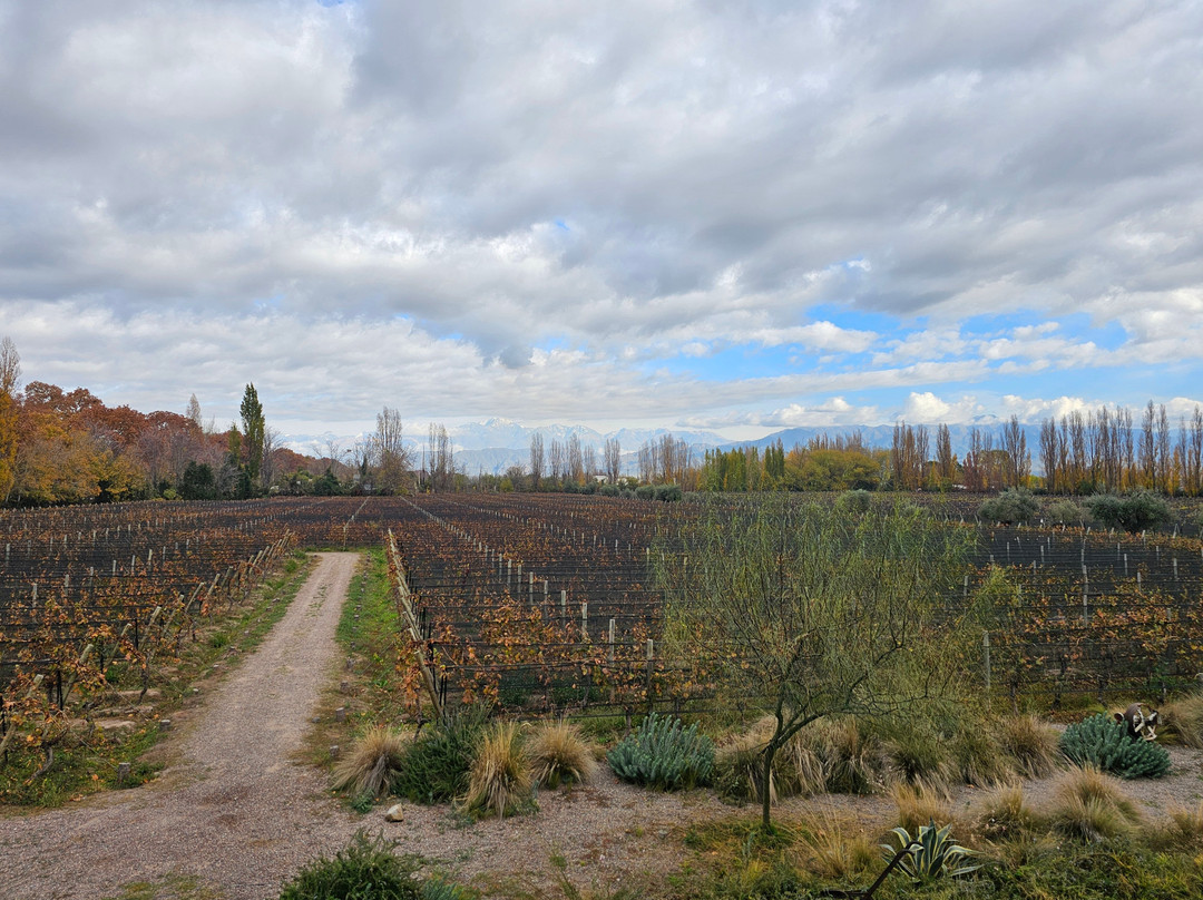Casarena Bodega y Viñedos-路冉得库约必去景点