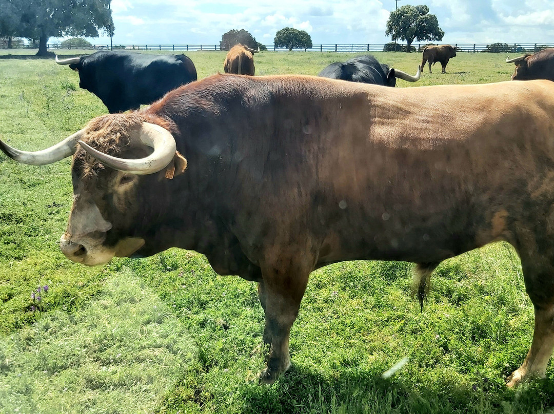 Ganaderia Antonio Palla-Ledesma必去景点