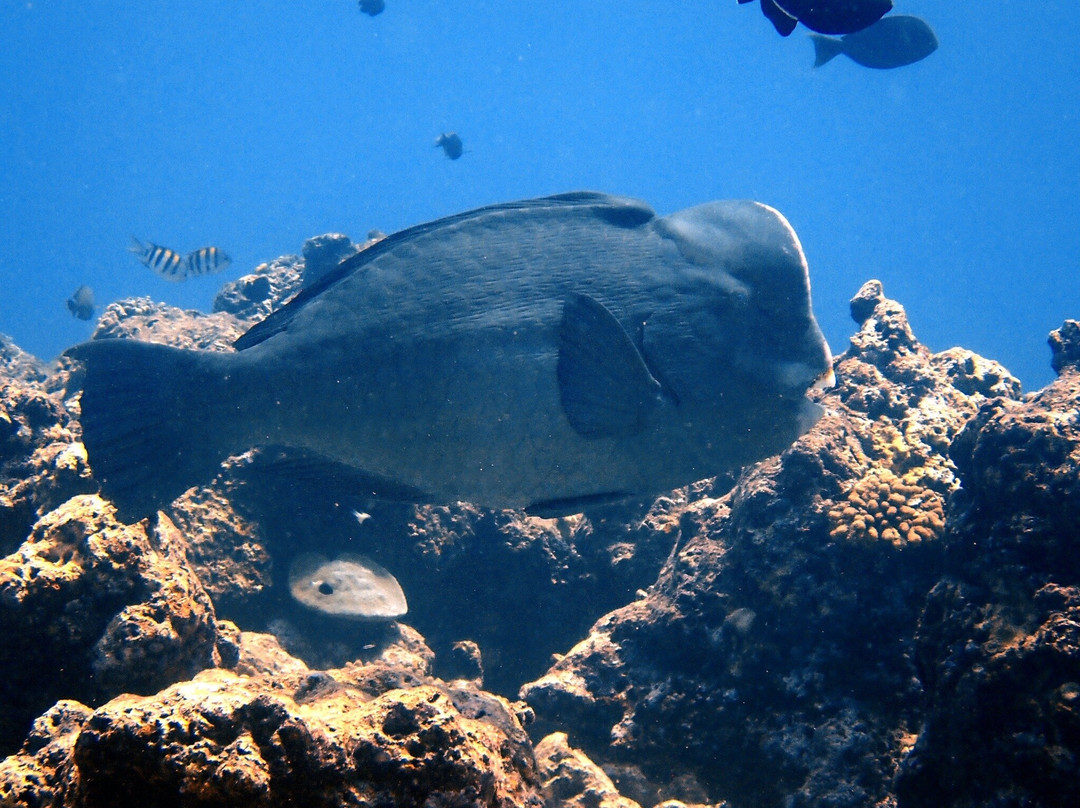 Euro-Divers Club Med Kani-卡尼翡诺岛必去景点