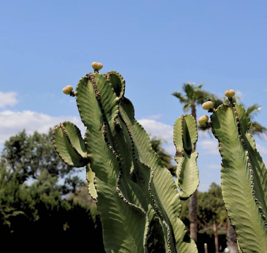 Cortijo Media Legua主图
