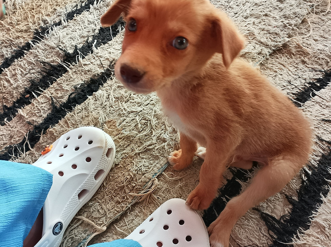 Horse Safari Hurghada-赫尔格达必去景点