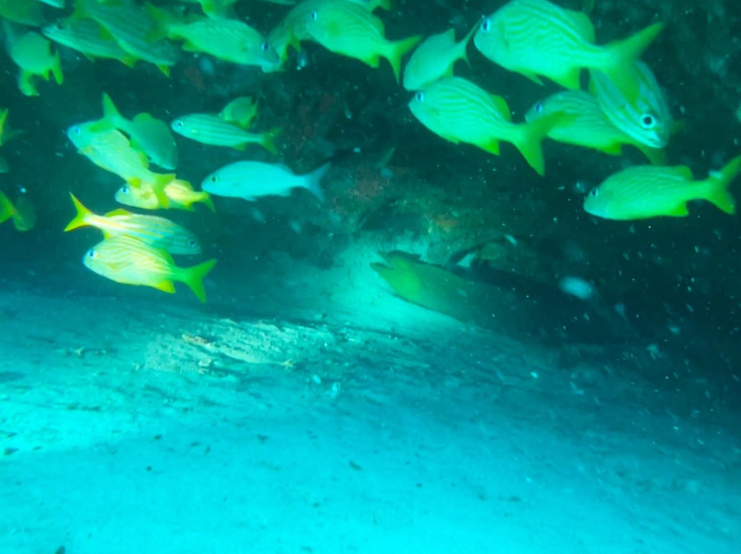 Dressel Divers Playa Del Carmen景点图片