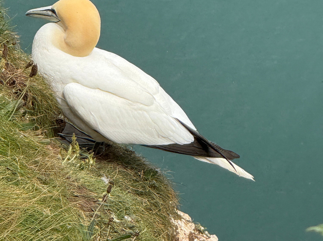 Rspb Bempton Cliffs景点图片