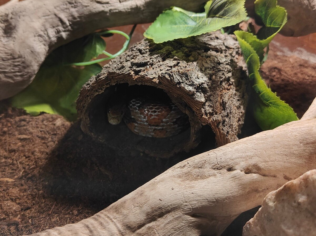Safari Ravenna景点图片
