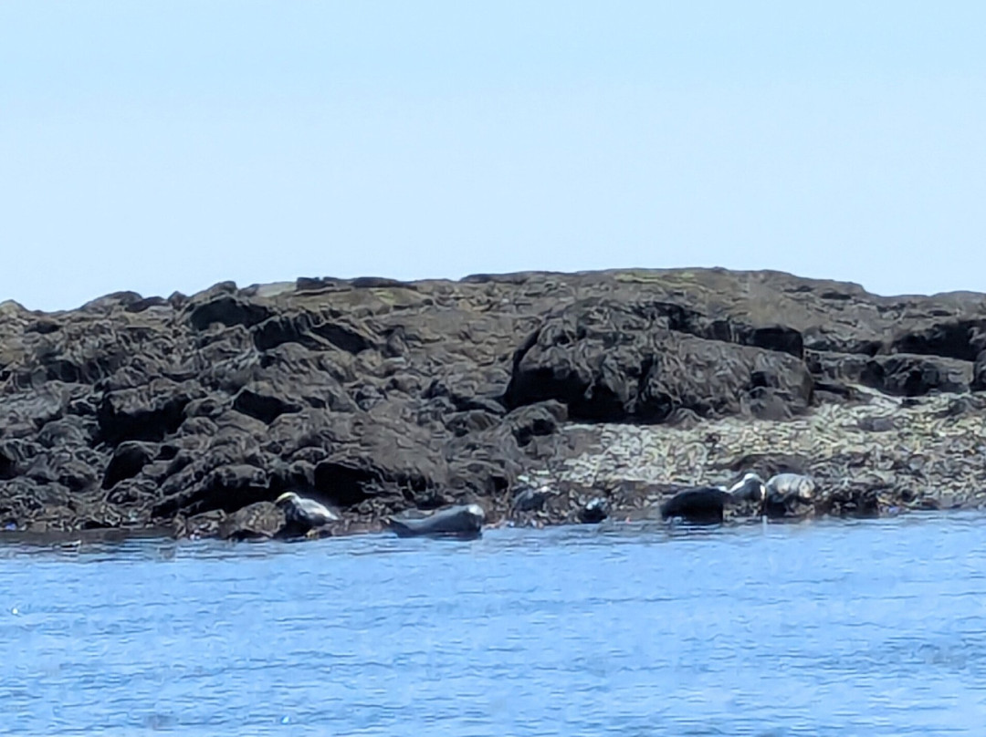 Island Quest Marine景点图片
