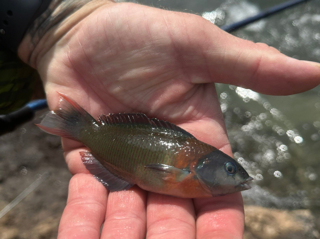 Charley Young Beach-基黑必去景点