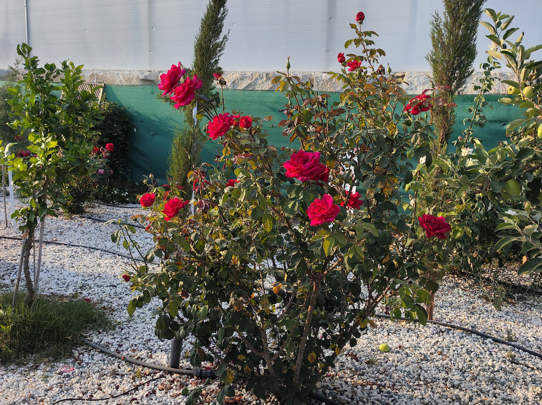 Pyrgos Aroma Herbal Park-Pyrgos必去景点