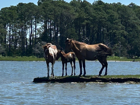 Chincoteague Island Adventures-钦科蒂格岛必去景点