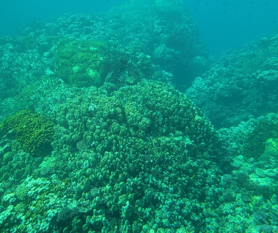 Royal Sea Scope-马萨阿拉姆必去景点