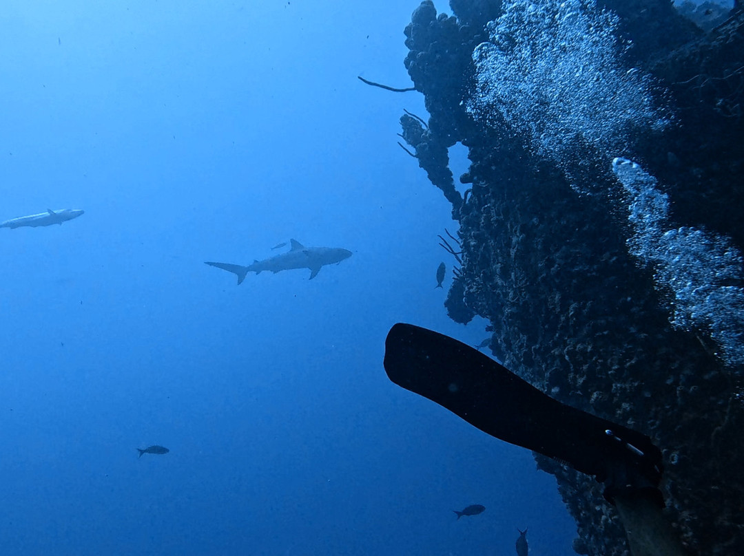 Conch Republic Divers-Tavernier必去景点