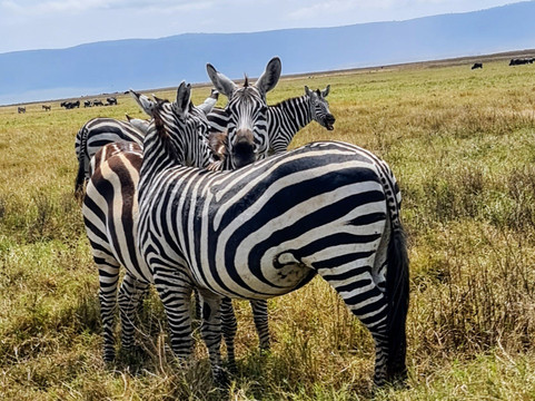 Vision Safari & Tours-阿鲁沙必去景点