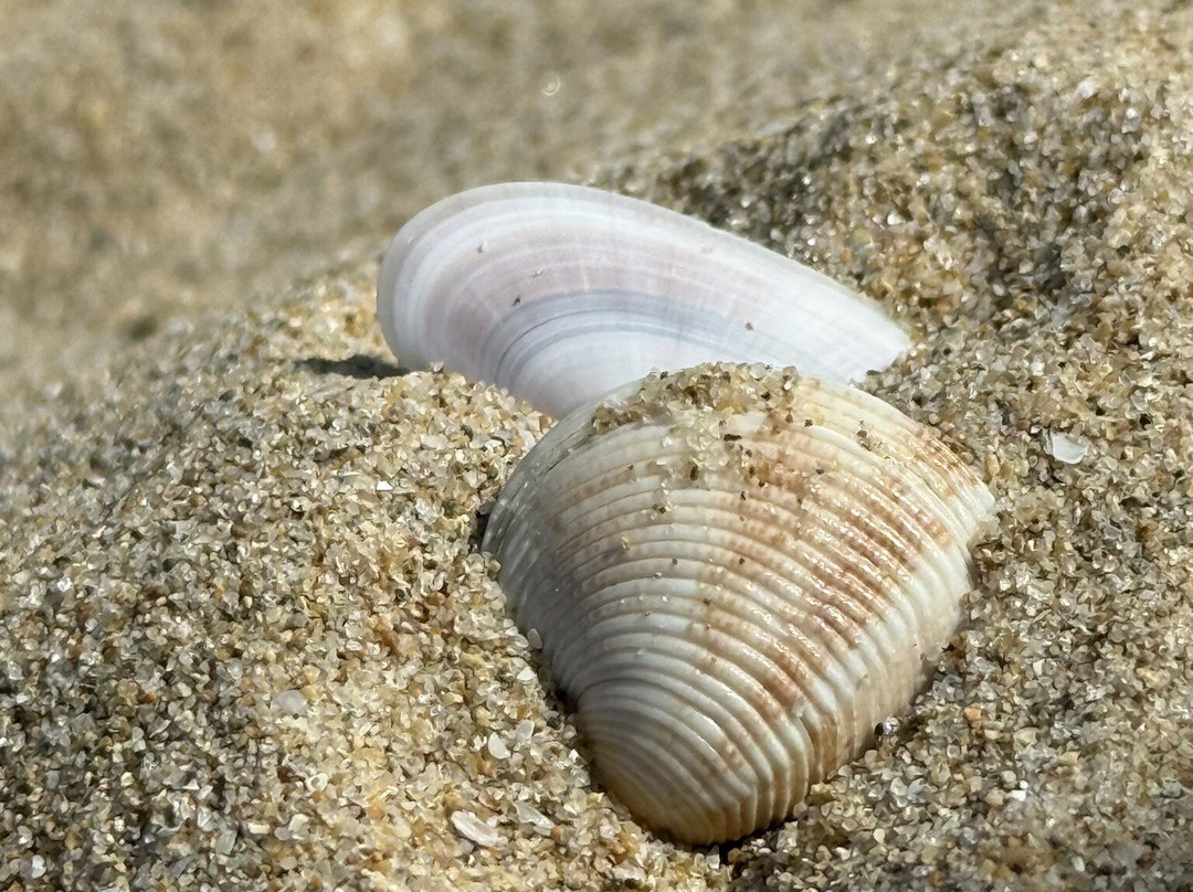 Sunny Beach