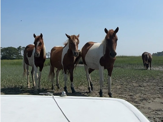 Chincoteague Island Adventures-钦科蒂格岛必去景点