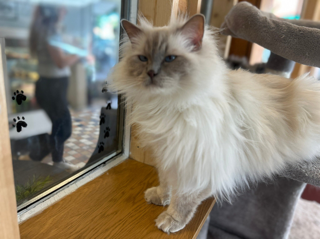 Finduzz CatCafe-延雪平必去景点