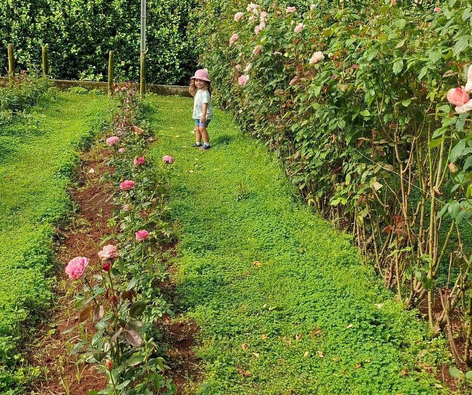 Bloemen Park-Holambra必去景点
