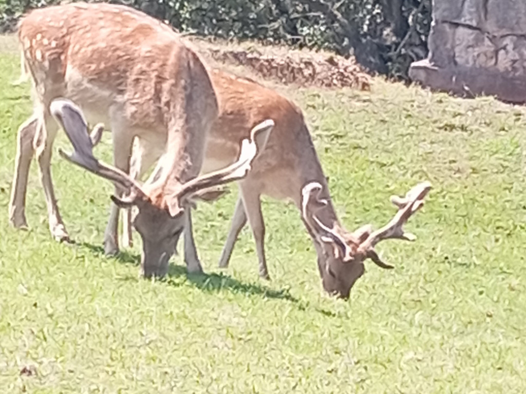 Parque de la Naturaleza de Cabarceno-Obregon必去景点