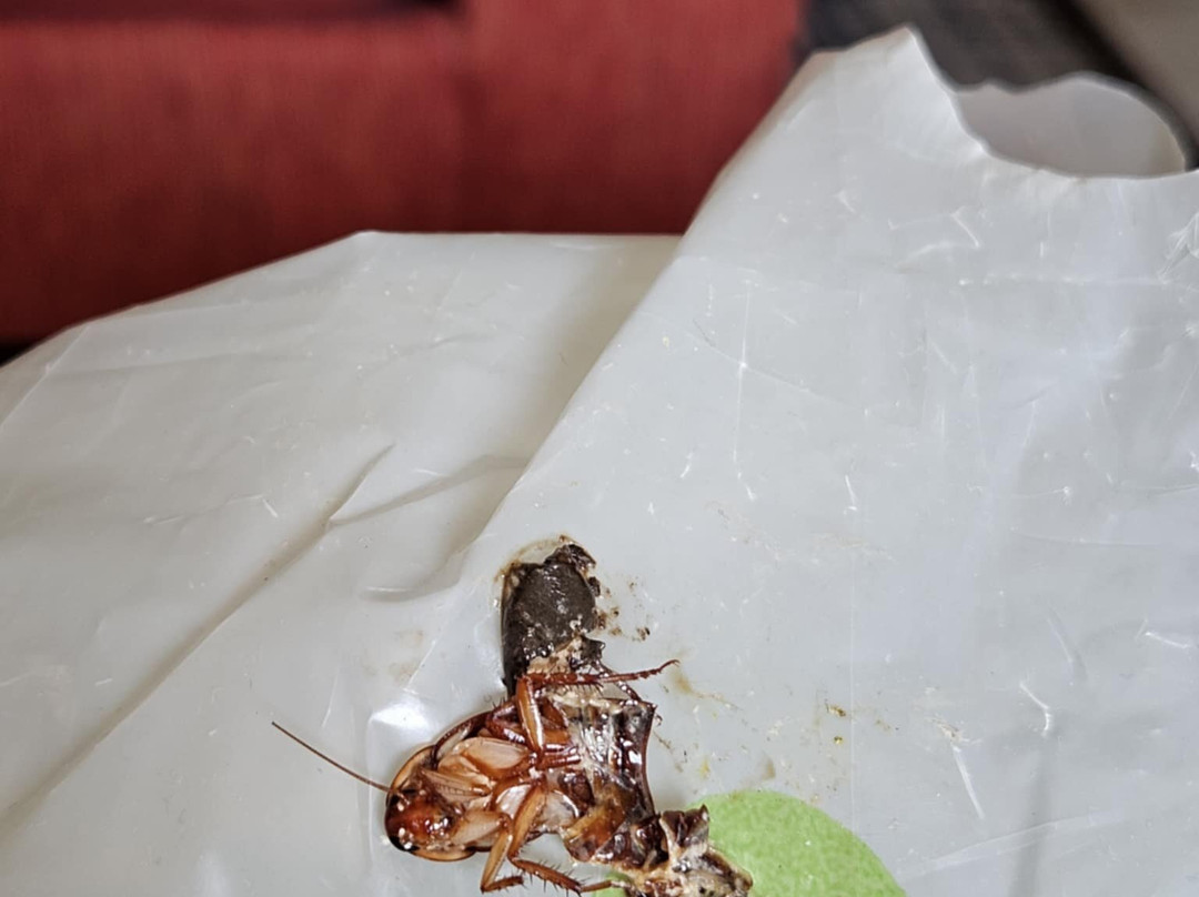 Best Western Visalia Hotel主图