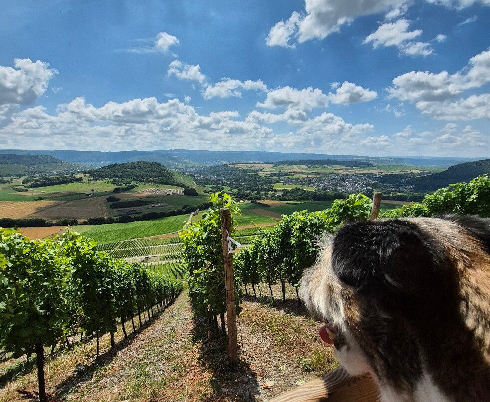 Weingut Gästehaus Jakoby-Maring-Noviand必去景点