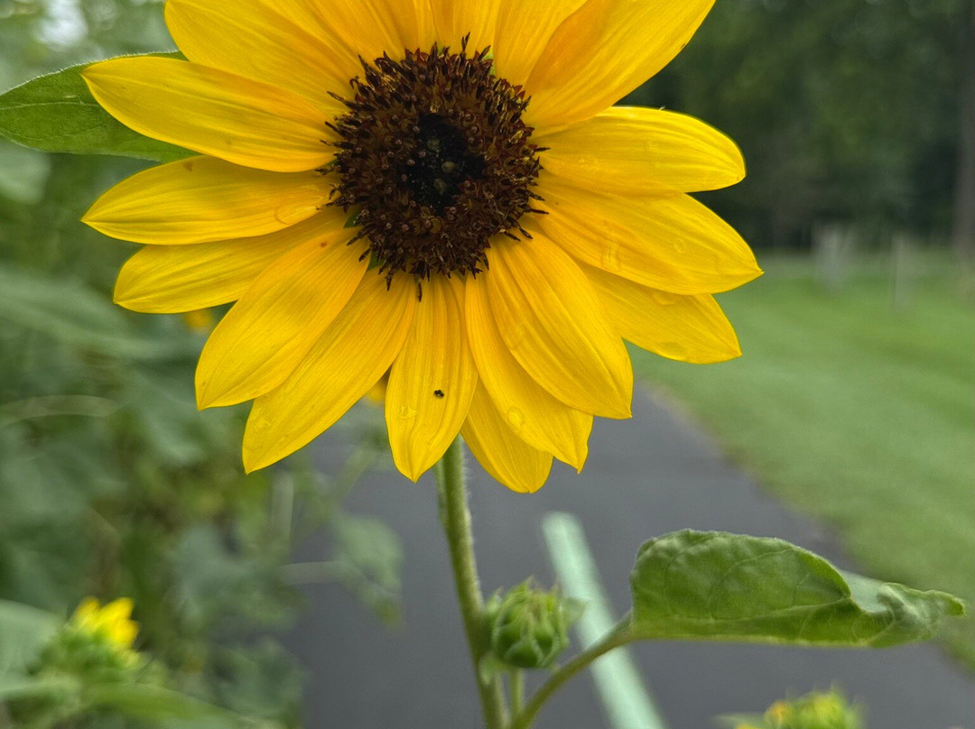 Hawksbill Greenway-卢雷必去景点