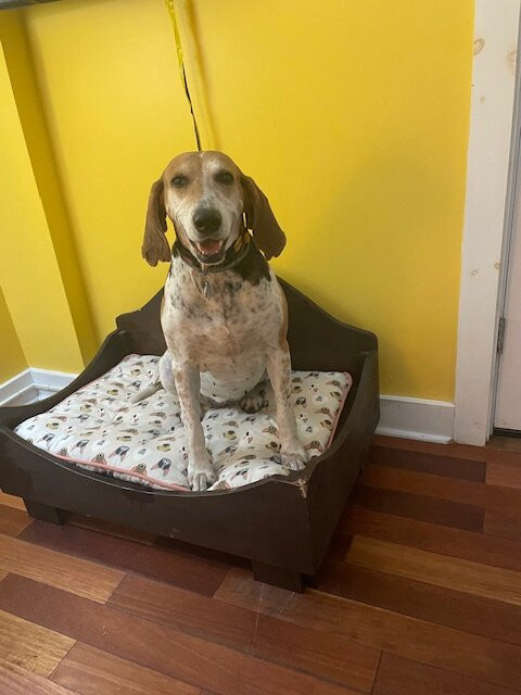 The Paw House Inn主图