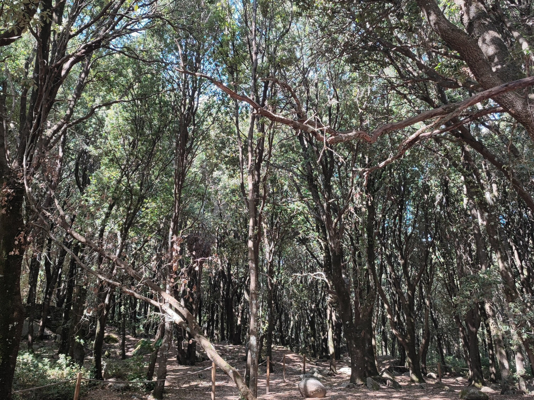 Parco Archeologico e Naturalistico del Bosco Seleni-Lanusei必去景点