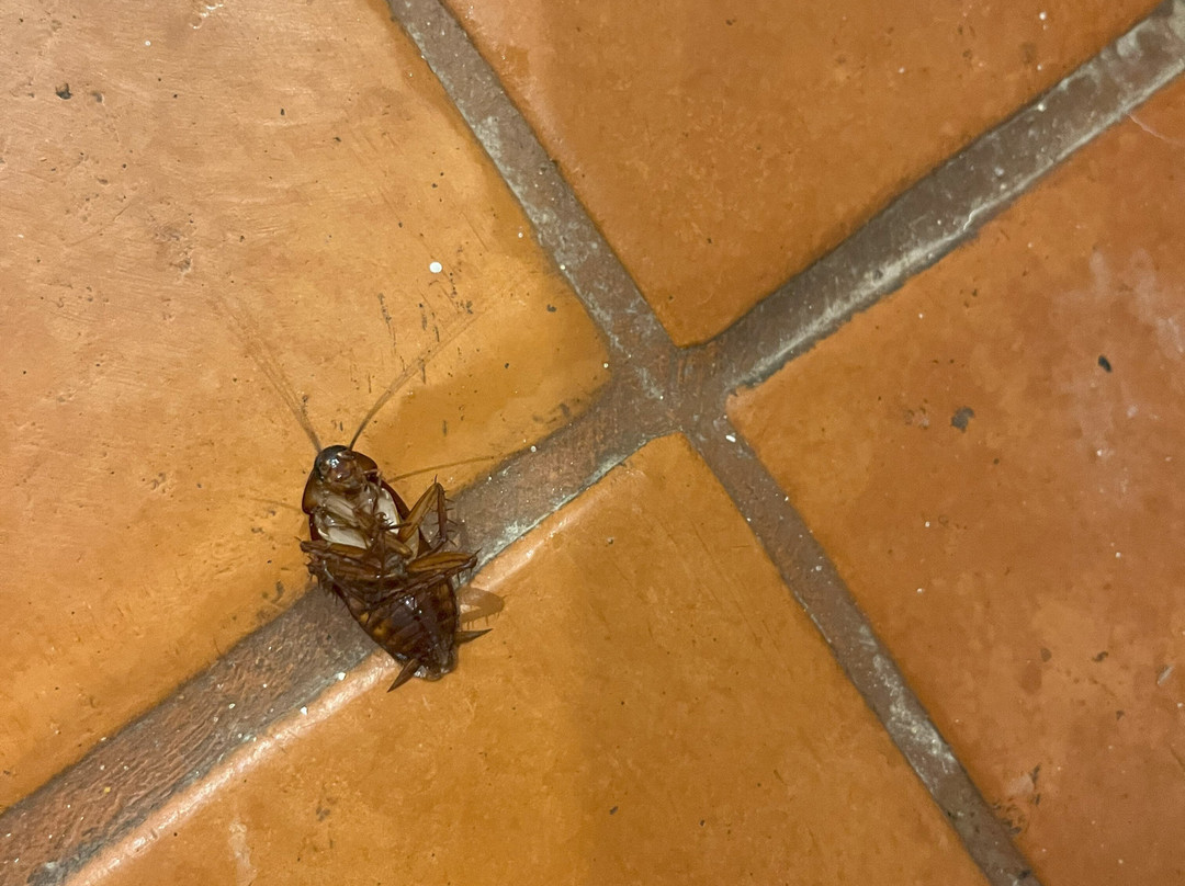 伊波罗之星贝利塞尔酒店主图