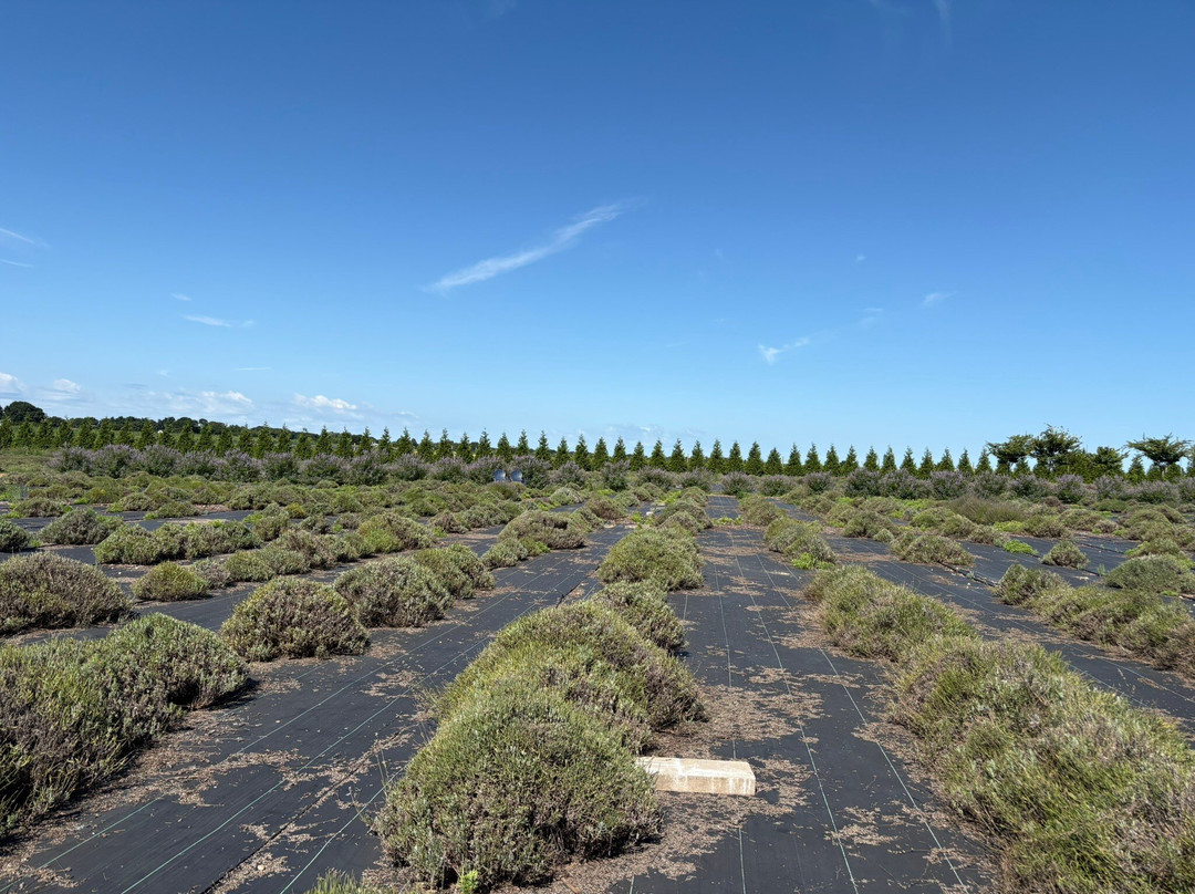 Lavender By the Bay-Calverton必去景点