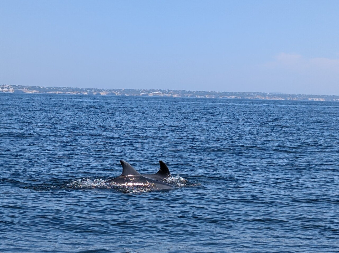 Wildwatch Algarve-费拉古多必去景点