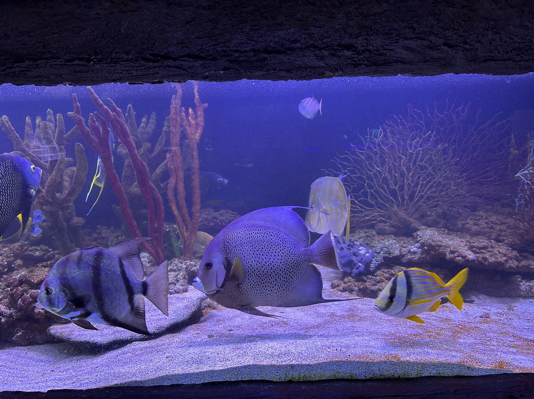 Aquarium d'Amneville-昂内维尔必去景点