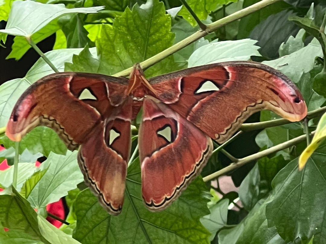 Casa delle Farfalle-Milano Marittima必去景点