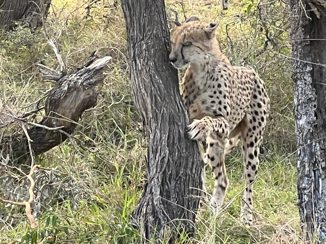 Makhasa Private Game Lodge主图