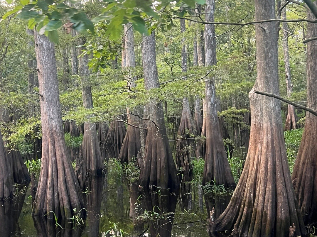A St Johns River Airboat Tour-Christmas必去景点