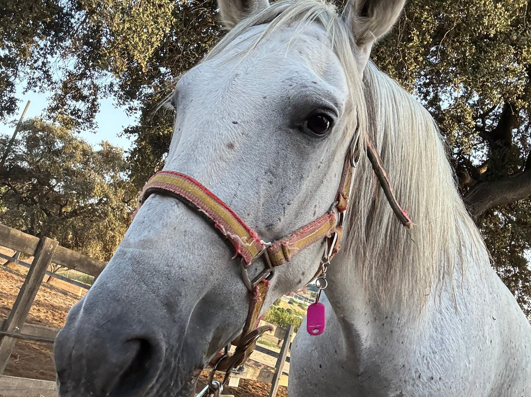 Club Hipico Benissa-贝尼萨必去景点