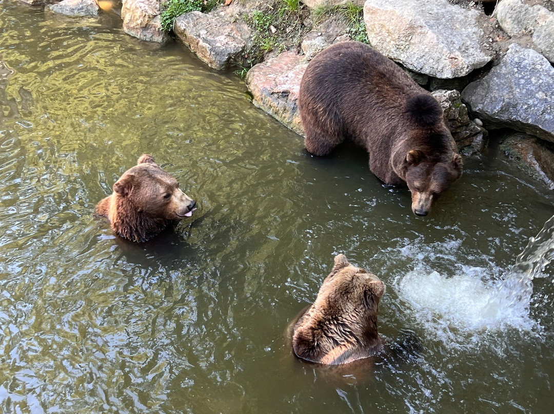 Tierpark Stadt Haag-Haag必去景点